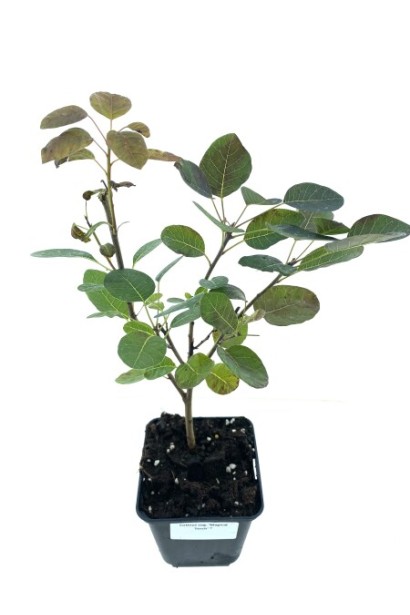 Саджанець скумпії шкірястої Меджік Торч